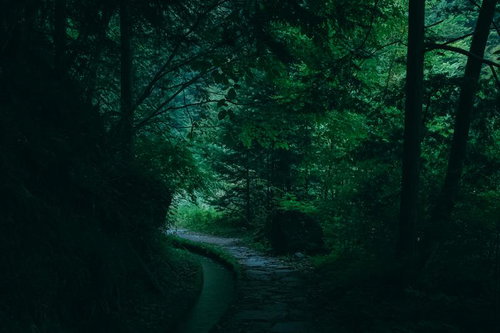 付知峡の薄暗い小道を進む散歩道、樹々が覆う林道の遊歩道
