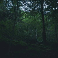 陰った付知峡の森林と木製の橋を渡る遊歩道の景観の写真