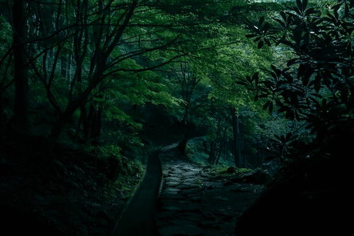 朝の付知峡の静かな石畳の小道