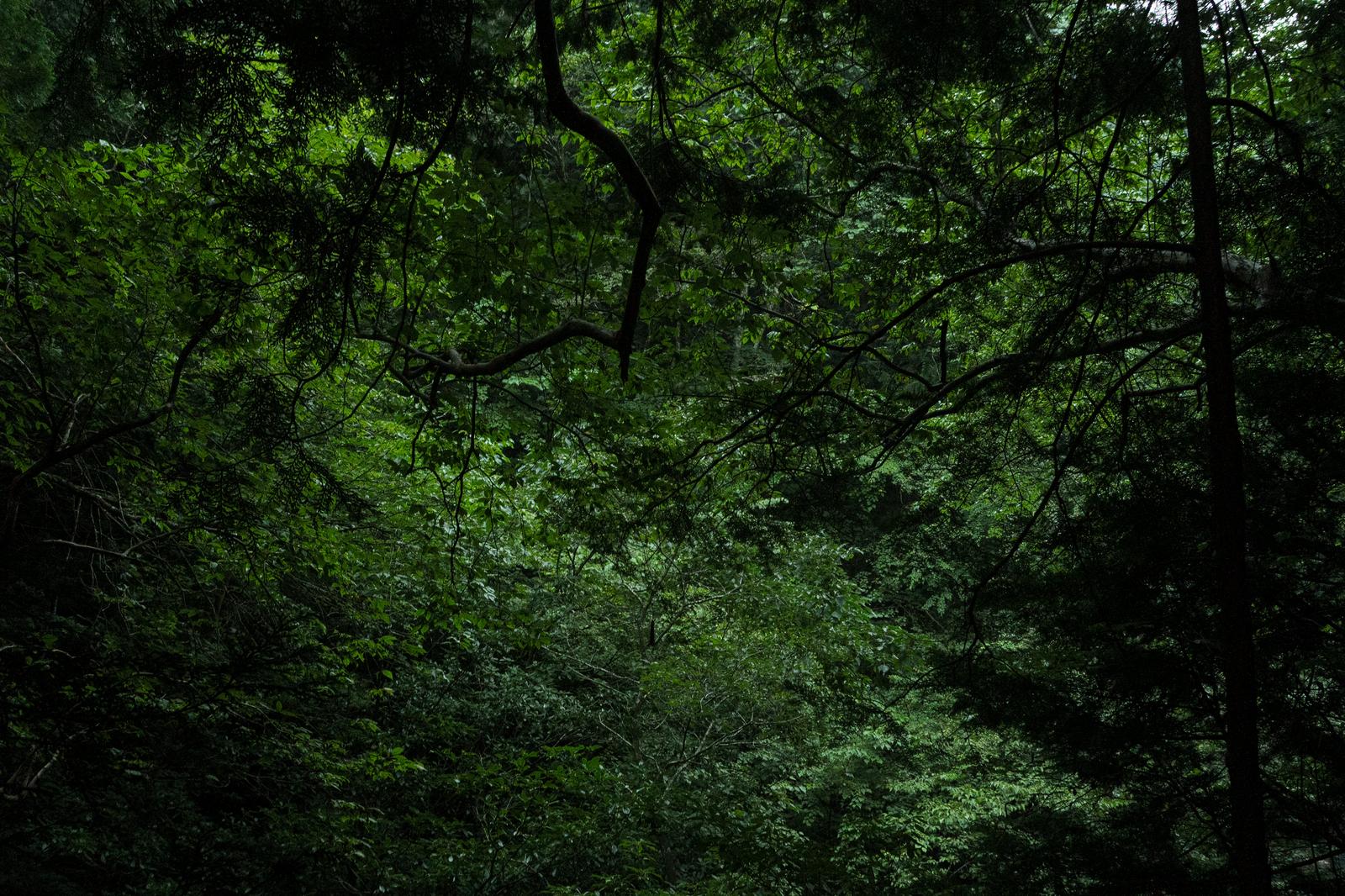 付知峡の森に生い茂る緑の枝葉と樹木が密生する風景