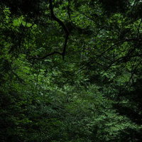 付知峡の森に生い茂る枝葉と木々の新緑風景の写真