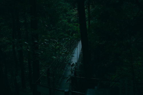 付知峡の遊歩道を覆う樹木の奥に見える吊り橋