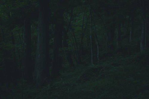 付知峡の曇り空に翳った暗い森林と落ち葉の積もる林床