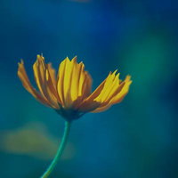 とろけるように背景のボケたコスモスの花の接写の写真