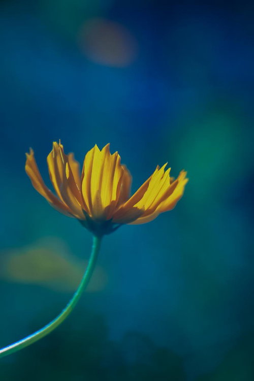 とろけるように背景のボケたコスモスの花の接写