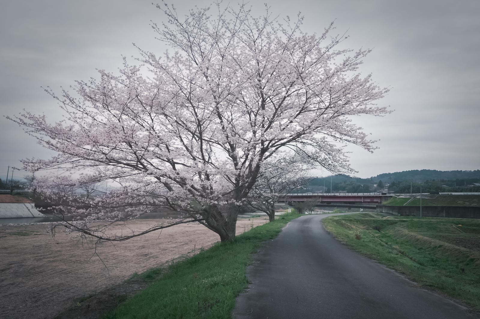 曇天の下、川沿いの道に咲く満開の桜の木