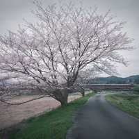 どんよりかげっても美しく咲く桜並木 曇天の春の写真