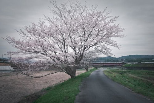 どんよりかげっても美しく咲く桜並木 曇天の春