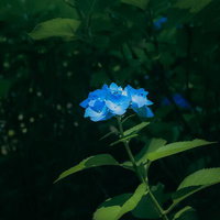 緑の葉に囲まれたひとつの青い紫陽花、梅雨の季節の庭木の写真