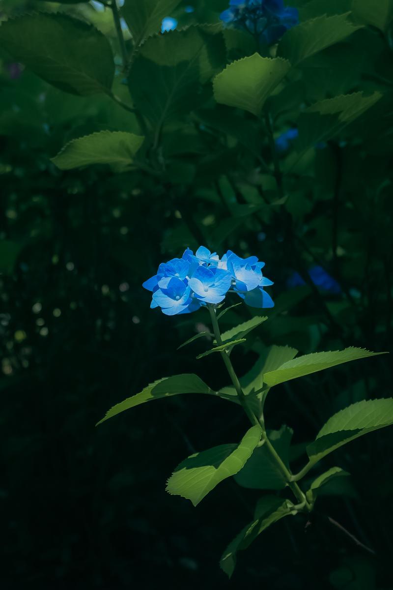 緑の葉に囲まれた青い紫陽花が咲いている