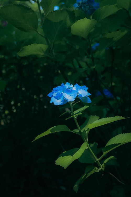 緑の葉に囲まれたひとつの青い紫陽花、梅雨の季節の庭木