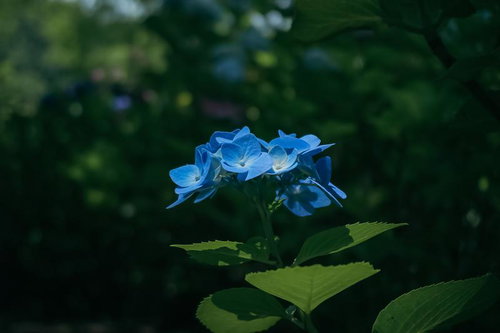 日差しの中で咲く青い紫陽花
