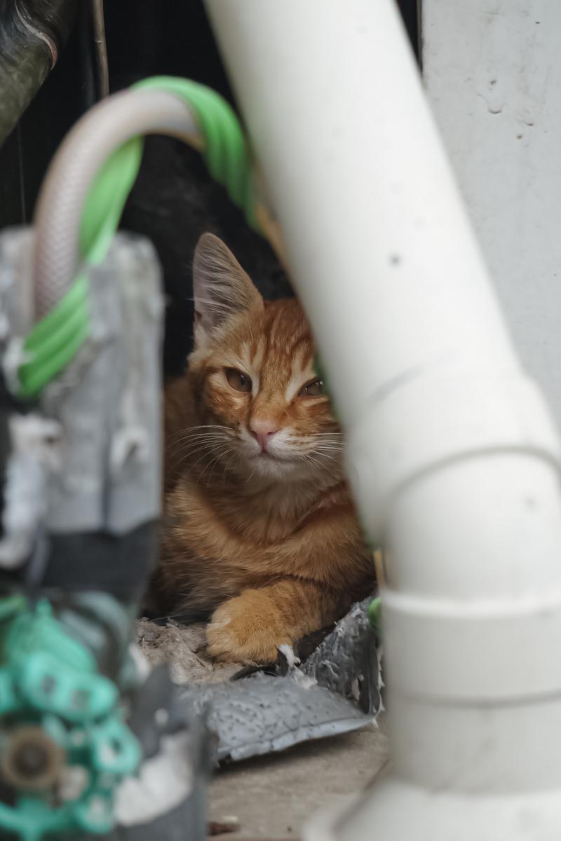 配管の隙間にうずくまる茶トラ猫