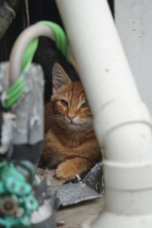 ガラクタ置き場の白い筒に隠れている茶トラ猫