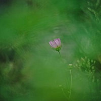 緑の草花に包まれるコスモスの蕾の写真