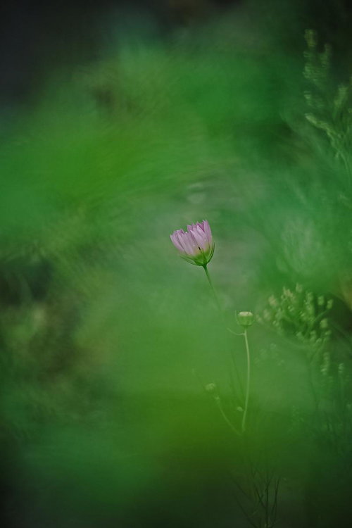 緑の草花に包まれるコスモスの蕾