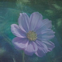 ビー玉を通して見るコスモスの花のマクロ撮影の写真