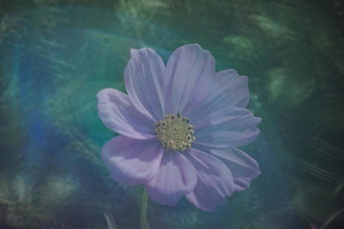 ビー玉を通して見るコスモスの花のマクロ撮影