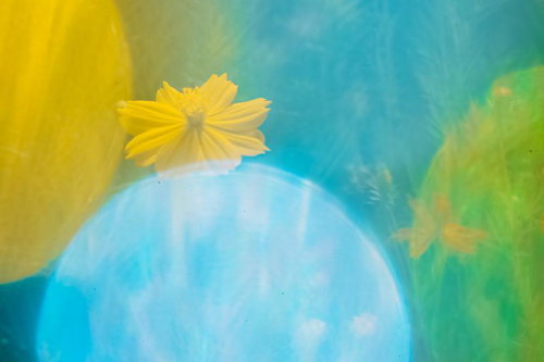 ビー玉越しに見たコスモスの花。マクロ撮影による秋桜のクローズアップ