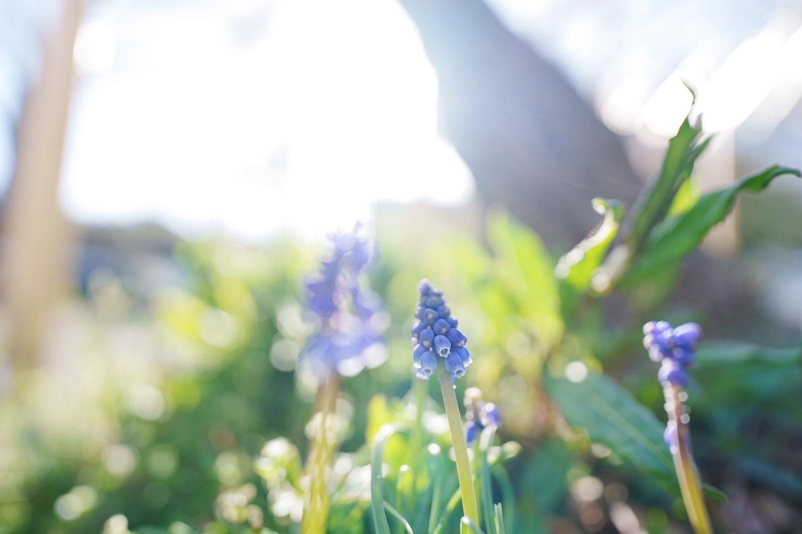 逆光の中で咲くムスカリの青紫の花