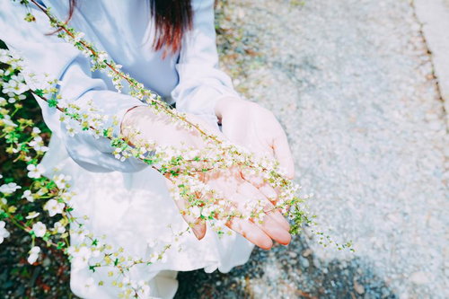 手の平に咲くユキヤナギを優しく持つ女性の春の風景