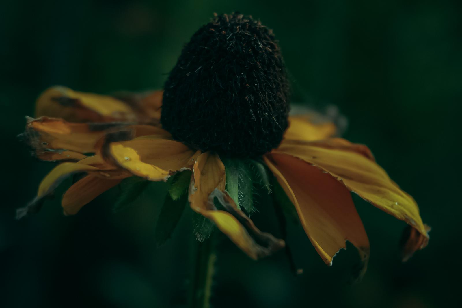 枯れかけたルドベキアの接写