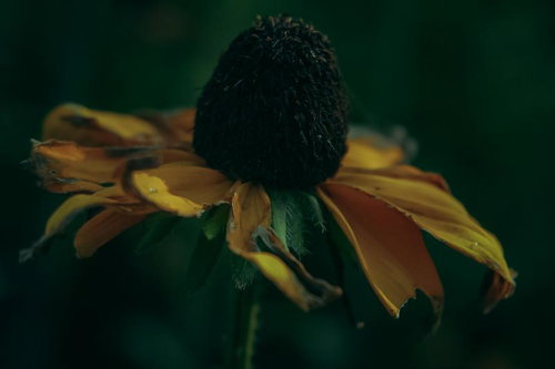 黒く枯れかけたルドベキアのクローズアップ