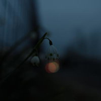 日没時に薄明かりの中で咲くスズランスイセンの写真