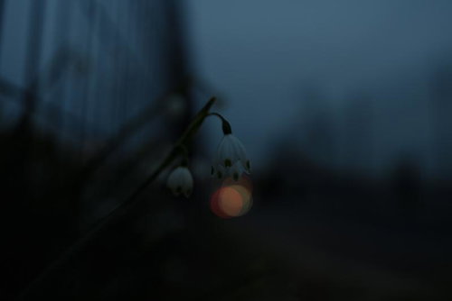 日没時に薄明かりの中で咲くスズランスイセン