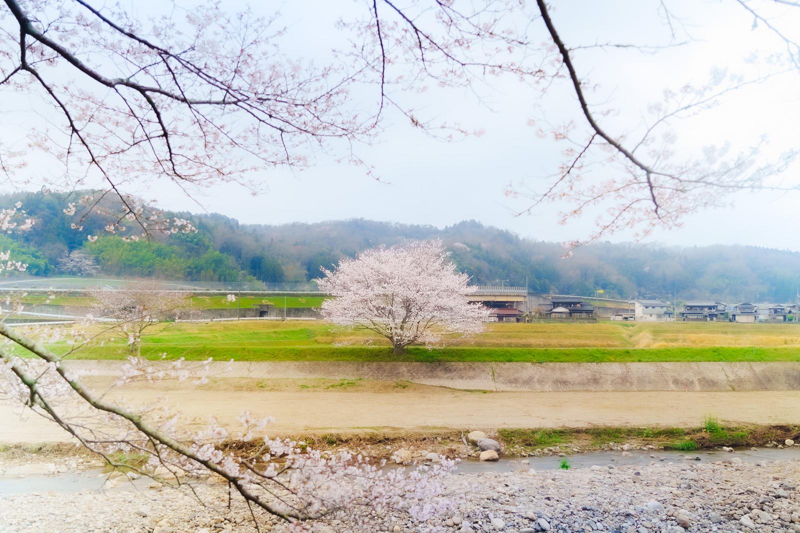 堤防沿いに咲く白とピンクの桜の花と緑色の農地