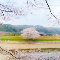 堤防沿いに咲く桜と農村風景、春の田園地帯の写真