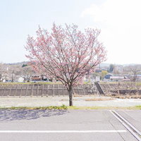 川の堤防沿いに咲く梅の木の写真