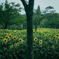 大きな樹の幹の前に広がるひまわり畑と青い空の夏の農村風景の写真