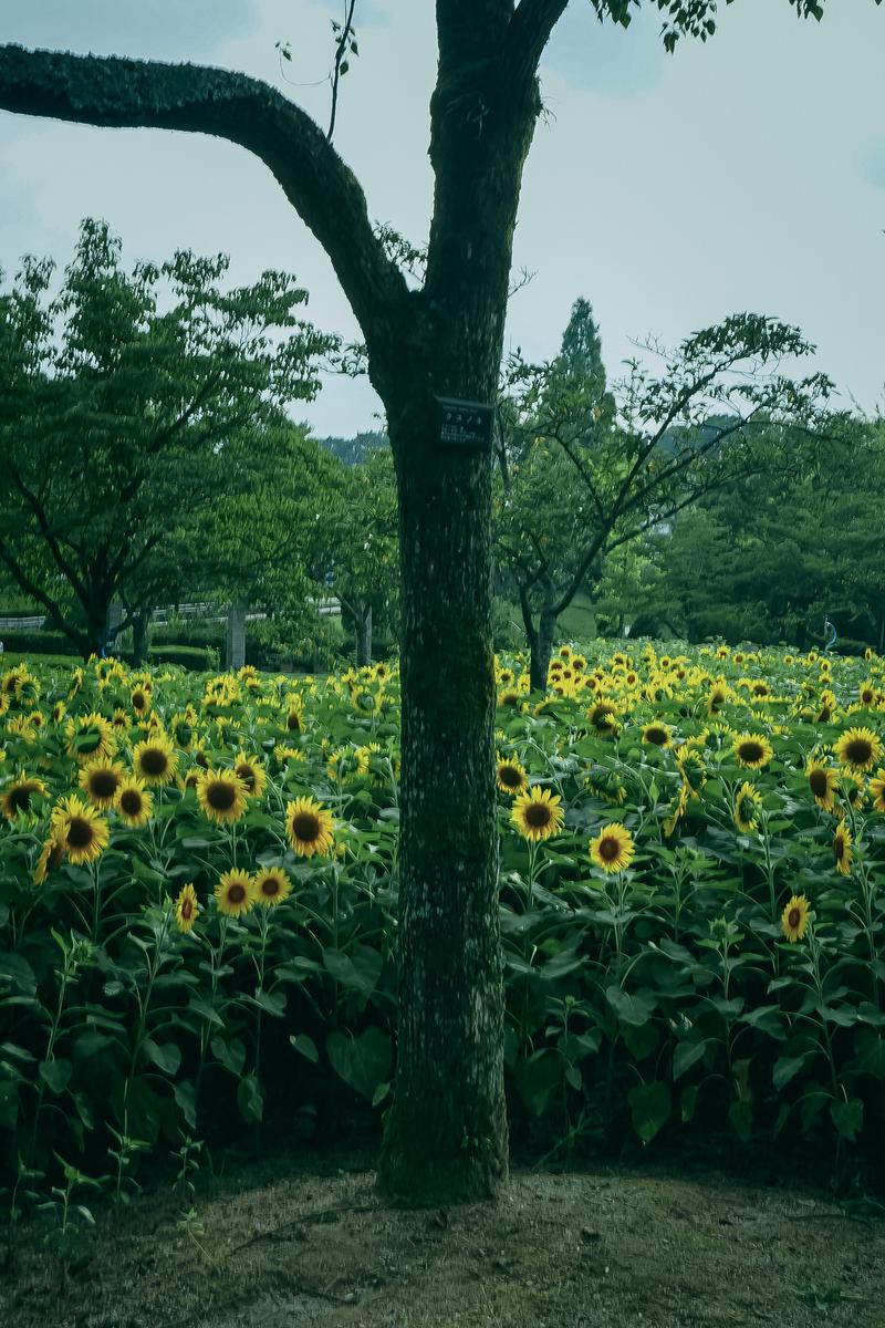 樹の幹の前に咲く黄色いひまわり畑と遠景の山々