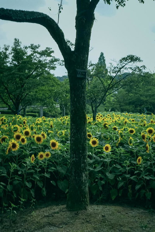 大きな樹の幹の前に広がるひまわり畑と青い空の夏の農村風景