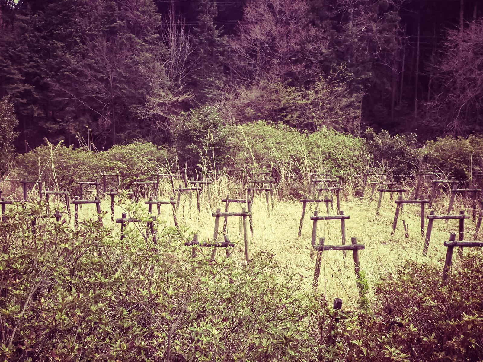 野原に立ち並ぶ木製支柱と背景の森林