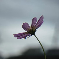 曇天の暗がりに薄紫色で咲くコスモスの花のアップの写真