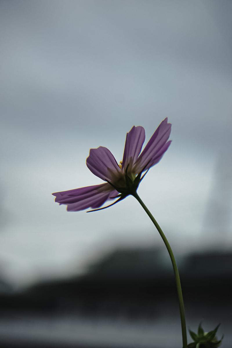 曇天の背景に薄紫色で咲くコスモスの花。細い茎に放射状に開く花弁。
