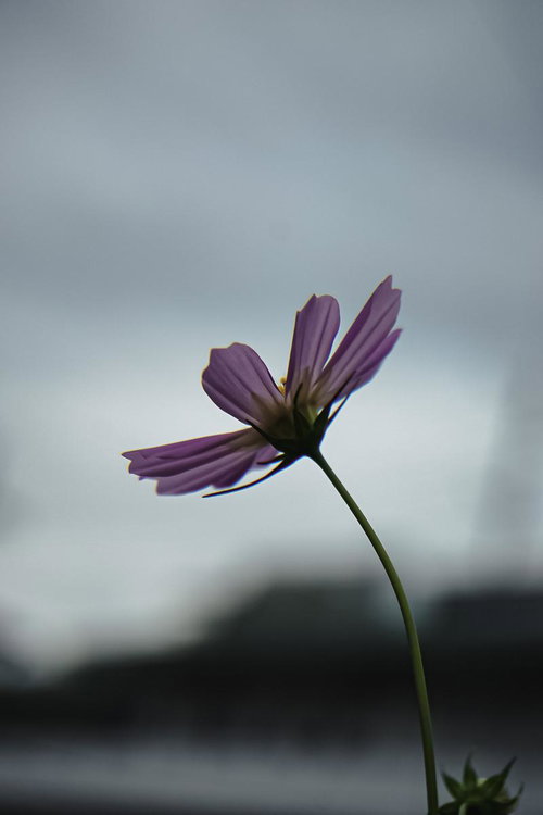 曇天の暗がりに薄紫色で咲くコスモスの花のアップ
