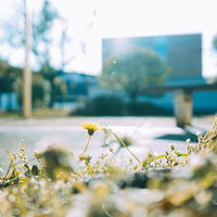 道端に咲く黄色いタンポポの一輪 春の野草の写真