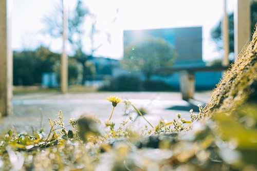 道端に咲く黄色いタンポポの一輪 春の野草