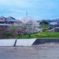 朝靄に揺れる堤防の早朝の桜、春の河川風景の写真