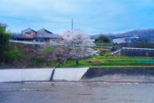 朝靄に揺れる堤防の早朝の桜、春の河川風景