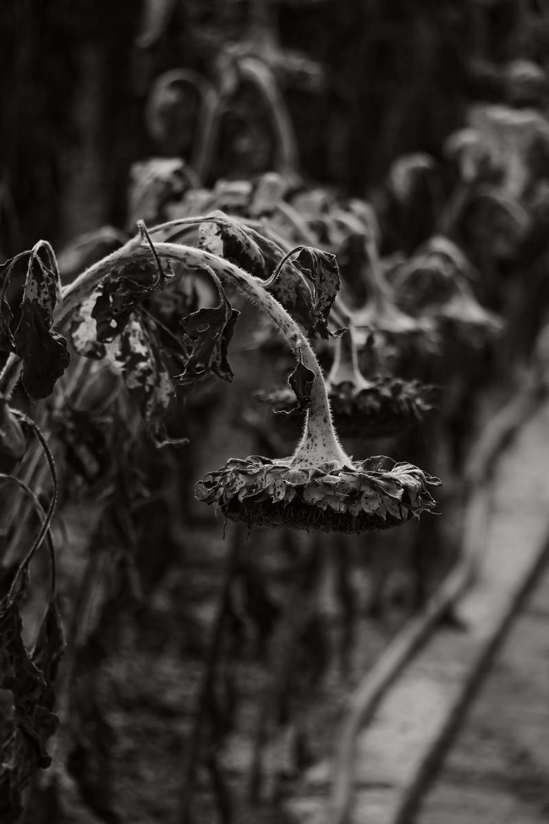 枯れて下を向いたヒマワリのモノクロ写真