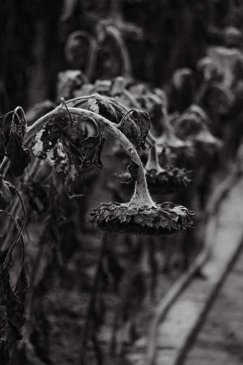 垂れ下がった枯れたヒマワリと朽ち果てた花殻