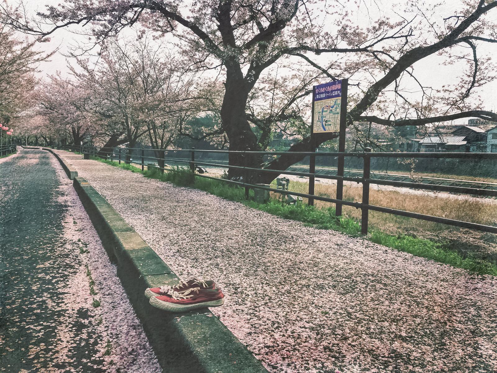 桜の落ち葉が積もった歩道に置かれたシューズ