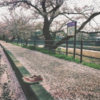 歩道に積もった桜の落ち葉と脱ぎ捨てられたシューズの写真