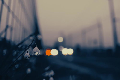 夕暮れ時のスズランスイセンと車のライトで作る玉ボケ