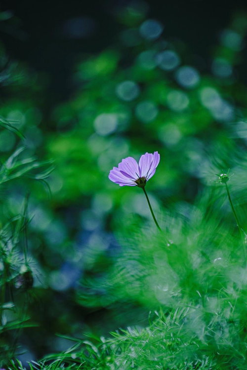 玉ボケの中で咲く薄紫のコスモスの静寂と秋の風情