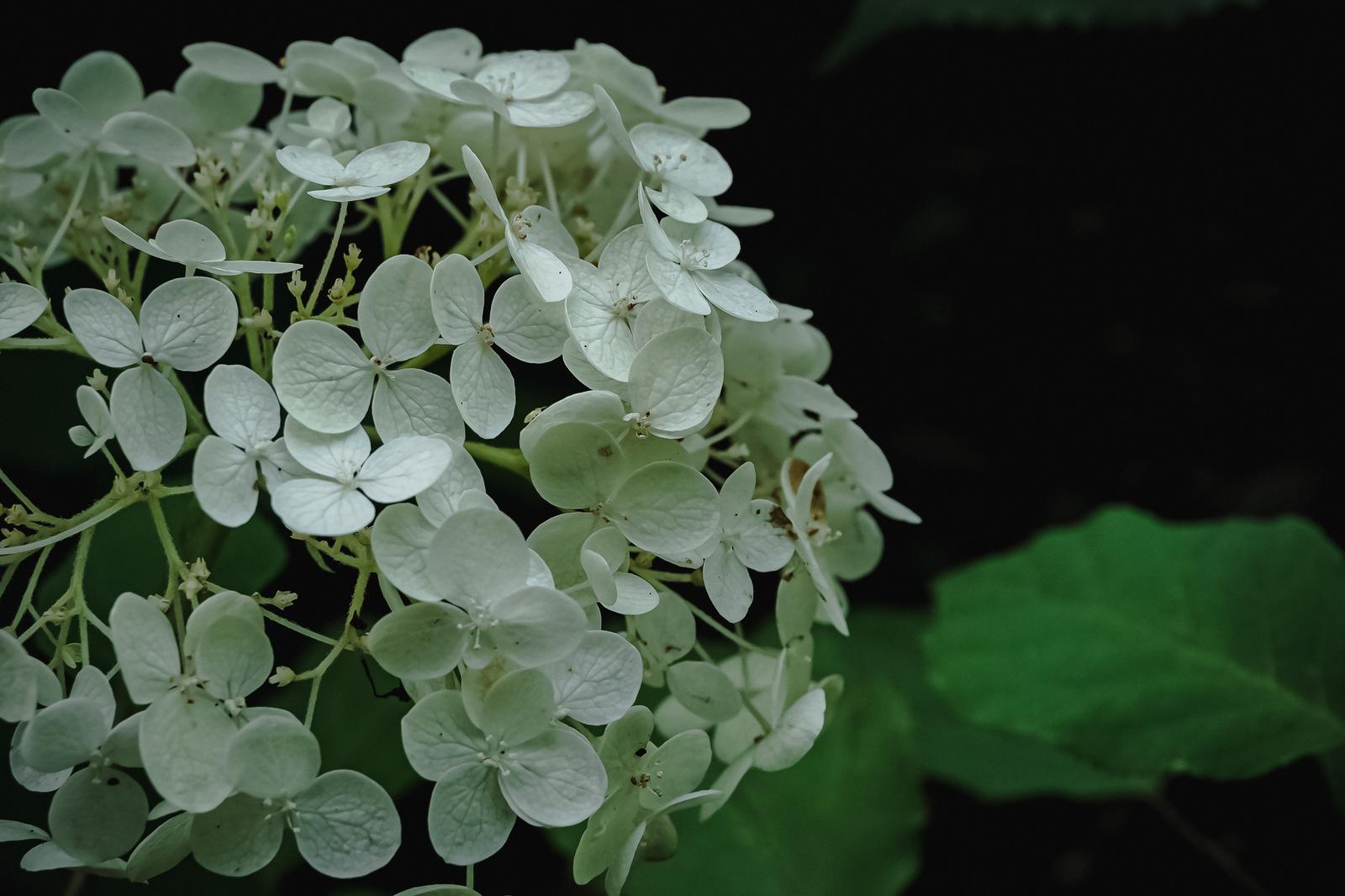 白い紫陽花の花が露に濡れ、球状に咲いている